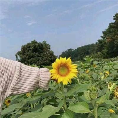 九游攻城掠地手游下载