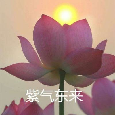 明日之光手机版下载